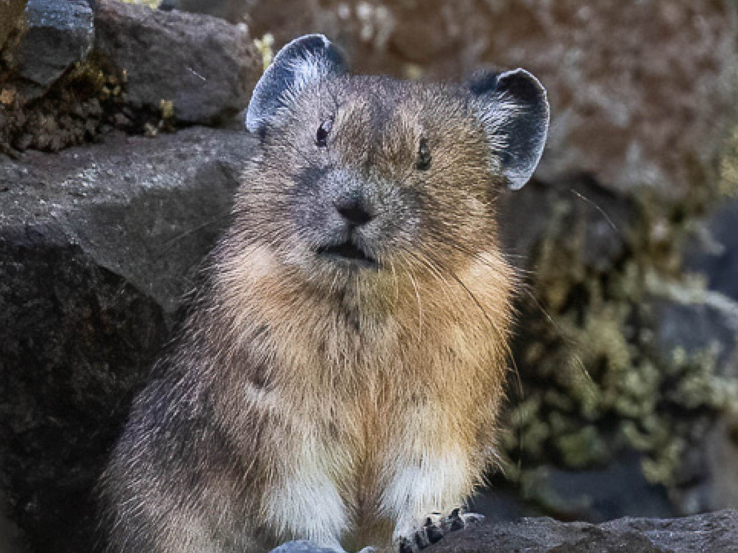 Hike and help pikas. If you plan on hiking this summer…, by The Washington  Department of Fish and Wildlife