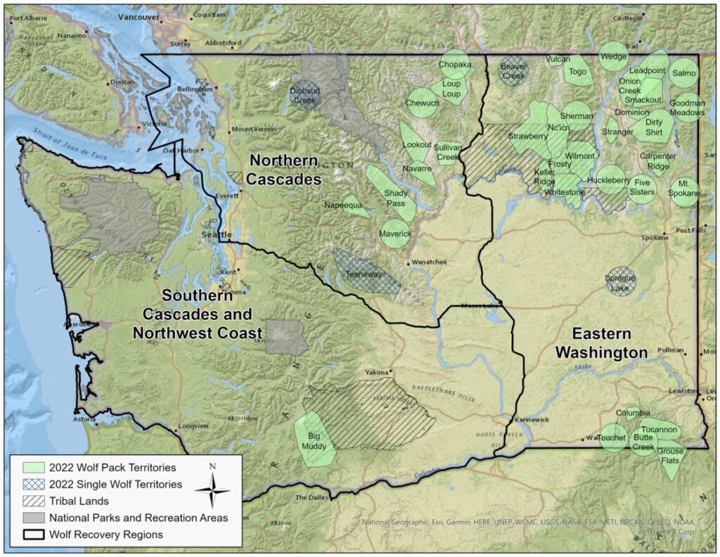 WOLVES HAVE FINALLY RETURNED TO SOUTHWEST WASHINGTON - Cascade Forest ...