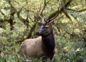 A Roosevelt elk